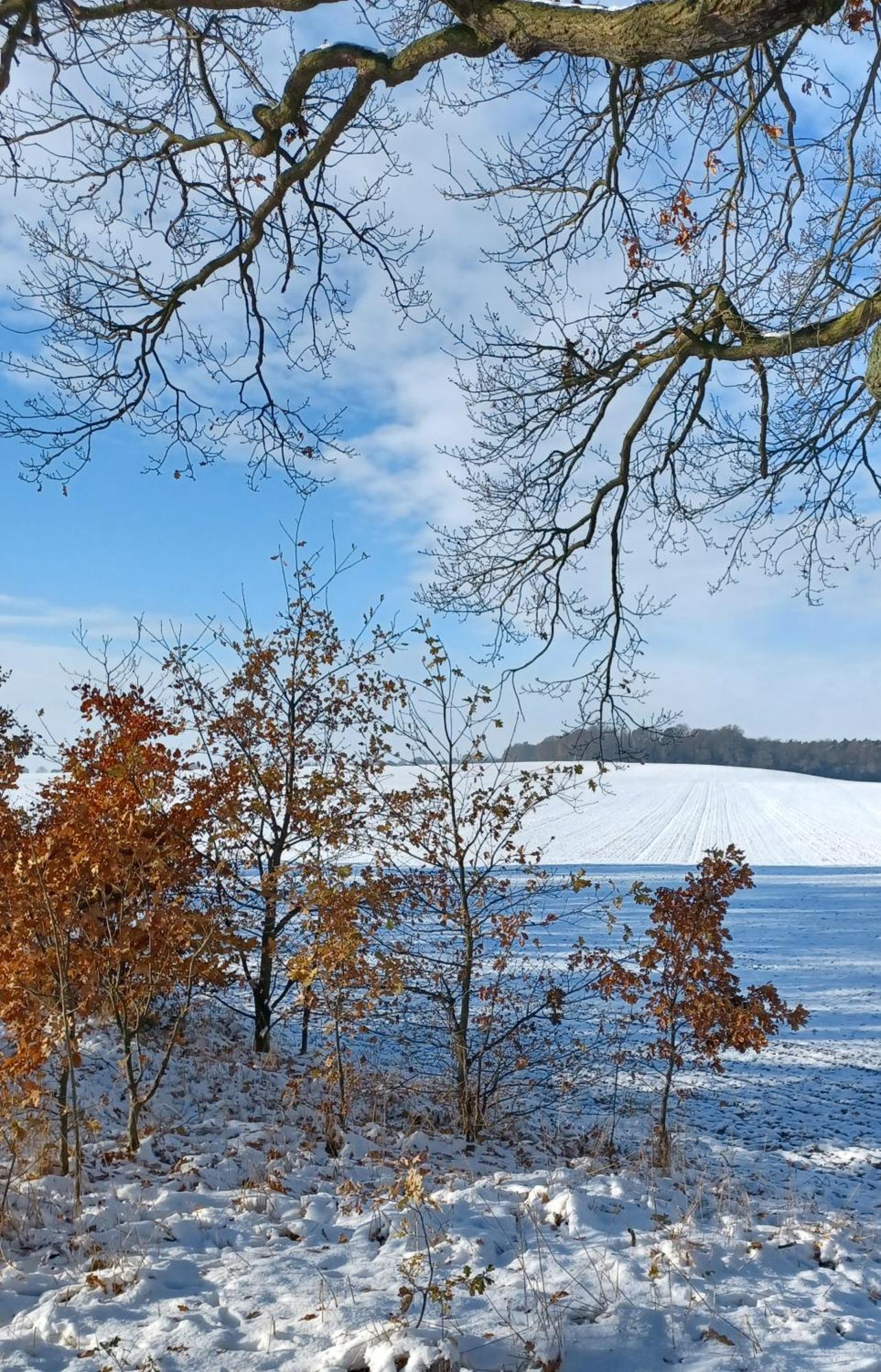 Villa Waldblick Cavertitz Esterno foto